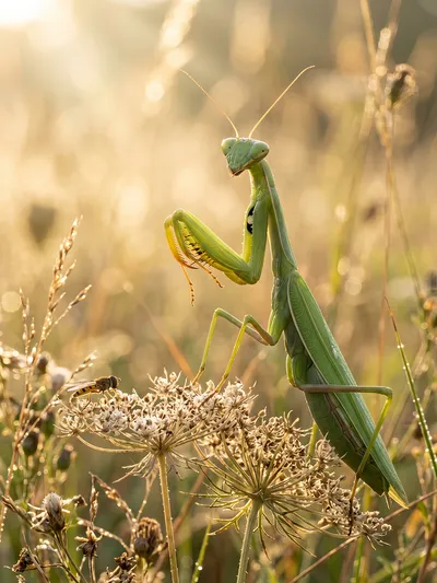 Wandkunst: Ontmoeting met een bidsprinkhaan in de ochtend