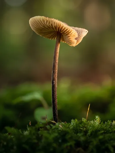 Wandkunst: Paddenstoel in het mos: natuurpoëzie